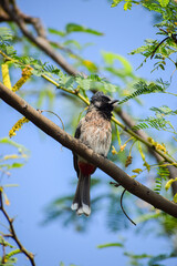 Red vented bulbul resting on a tree. Cute bird, Pycnonotus cafer.