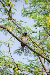 Red vented bulbul resting on a tree. Cute bird, Pycnonotus cafer.