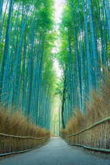 Strips of the bamboo grove at the Tenryu-ji Temple (UNESCO World Heritage Site) in Arashiyama, Kyoto, Japan. 