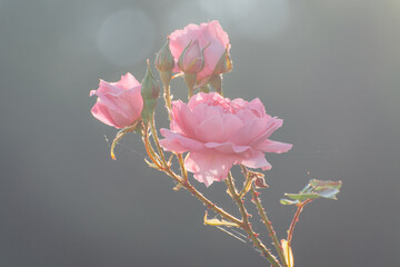 une rose éclose. Douceur de la rose. Rose sur un rosier. Fleur rose rose. Délicatesse d'une rose. symbole de l'amour et de la tendresse. Poésie d'une fleur.