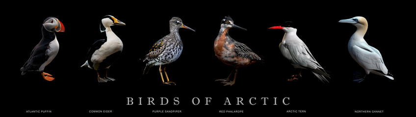 Obraz premium Six common birds of arctic on black background, poster, Generative AI image.