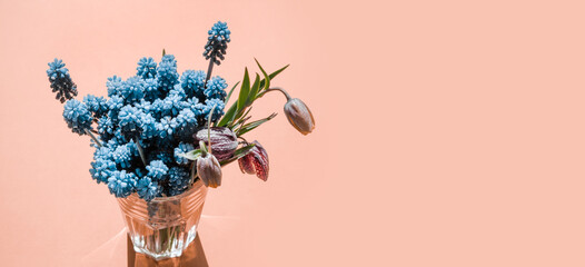 Blue muscari flowers on a plain background. Grape hyacinth in a vase.
