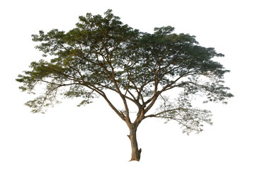 single Tree on transparent picture background. 