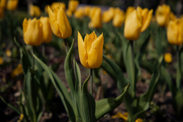A flower bed with yellow tulips in close-up. Spring flowers. Botany.