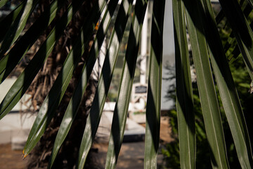 A tropical palm tree. Palm leaves in close-up.