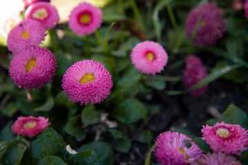 Small pink and red flowers among the green foliage. Spring flowers. Flora. Natural background.