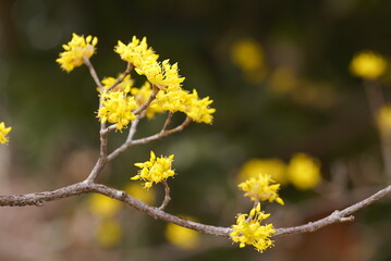 サンシュユの花