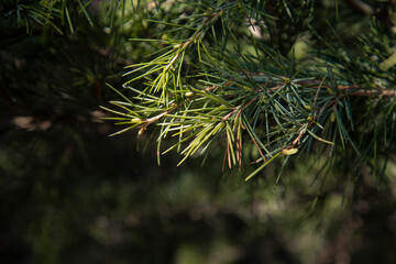 Close-up of coniferous trees. A pine branch with a small side. Natural background.