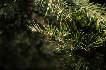 Naklejka na ściany i meble Close-up of coniferous trees. A pine branch with a small side. Natural background.