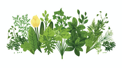 Kitchen Herbs Arrangement Flat vector isolated on white background  - obrazy, fototapety, plakaty