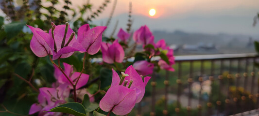Luscious pink Bougainvillea flower with bubble blur of sun in background (sunrise time)