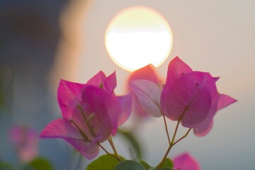 Pink bougainvillea flower bouquet in close range with blur sun in background