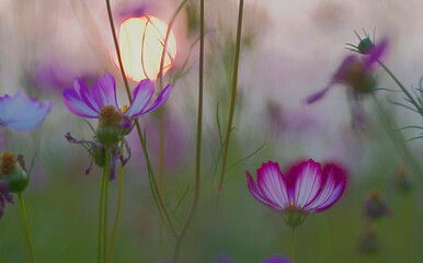 White pink cosmos with blur sun set in background