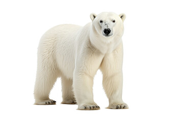 Polar Bear (Ursus maritimus) isolated on transparent background in Canada, North America, Png files