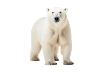 Foto op Canvas Polar Bear (Ursus maritimus) isolated on transparent background in Canada, North America, Png files © chiew
