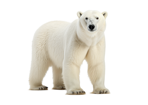 Polar Bear (Ursus maritimus) isolated on transparent background in Canada, North America, Png files