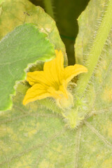 天空の農園のレモンキュウリ