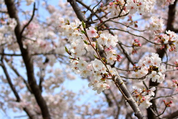 美しく咲き誇る満開の桜の花