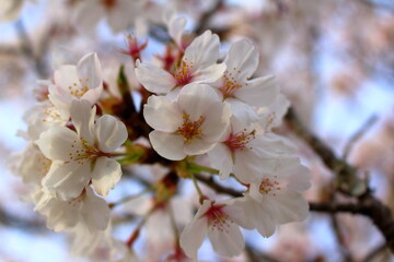 美しい満開の桜の花びらのアップ