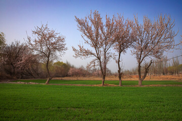 Fototapeta premium Spring on the Plateau