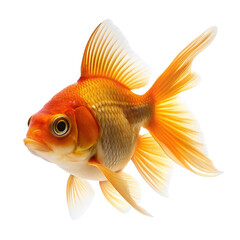 Goldfish isolated on transparent background.