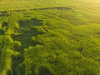 Aerial view paddy green rice field agricultural cultivate rice industry