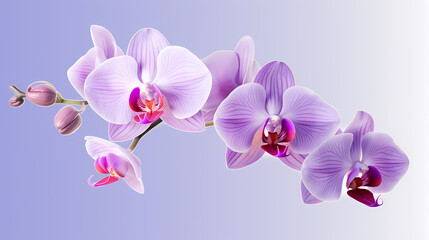 Fototapeta na wymiar Close-up of orchid with ample copy space for text