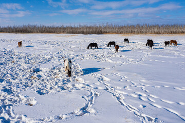 Eastern Siberia, horses grazing in the snowy steppe. Aerial view.