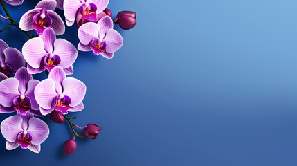 Orchid with solid color background and empty copy space