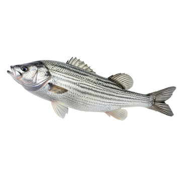 White striped bass fish isolated on transparent background
