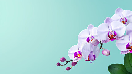 Orchid with solid color background and empty copy space