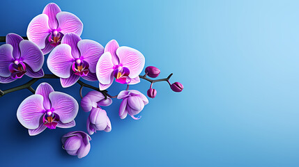 Fototapeta na wymiar Orchid with solid color background and empty copy space