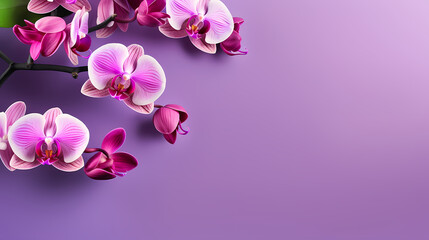 Naklejka na ściany i meble Orchid with solid color background and empty copy space