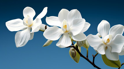 orchid, simple background