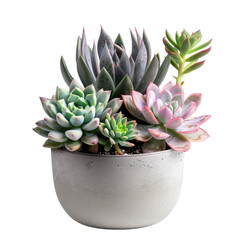 Succulents potted isolated on transparent background