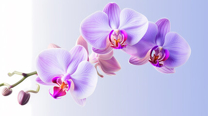 Fototapeta na wymiar orchid, simple background