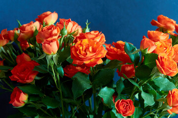 Beautiful red roses on a blue background