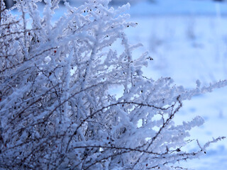The forest is covered with snow. Winter cloudy day