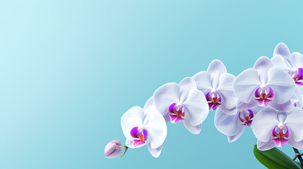 Fototapeta na wymiar Beautiful blooming orchid with copy space