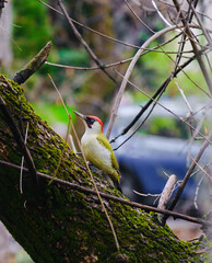 european green woodpecker perching in a tree