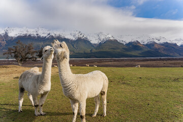 Fototapeta premium Alpacas