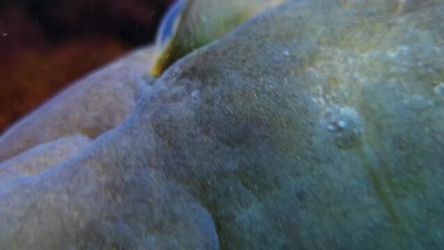 Close view of a grouper fish head and eye underwater	

