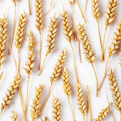 wheat corn or wheat ears flat lay the background. Top view of Wheat corn irregular pattern  