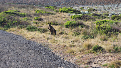 Wallaby in long grass