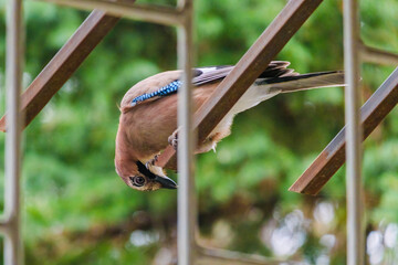 Close-up of Eurasian Jay, birds in wildlife