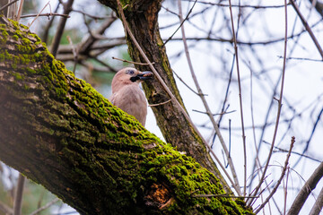 Close-up of Eurasian Jay, birds in wildlife
