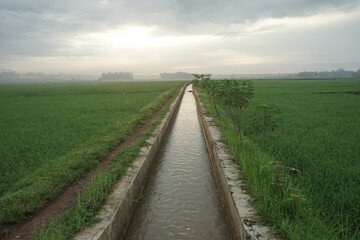 ricefield in java, indonesia