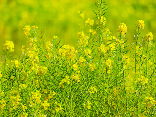 Fototapeta premium 菜の花 春