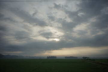 ricefield in java, indonesia
