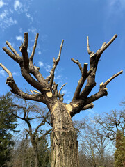 A tree with freshly cut branches spring time